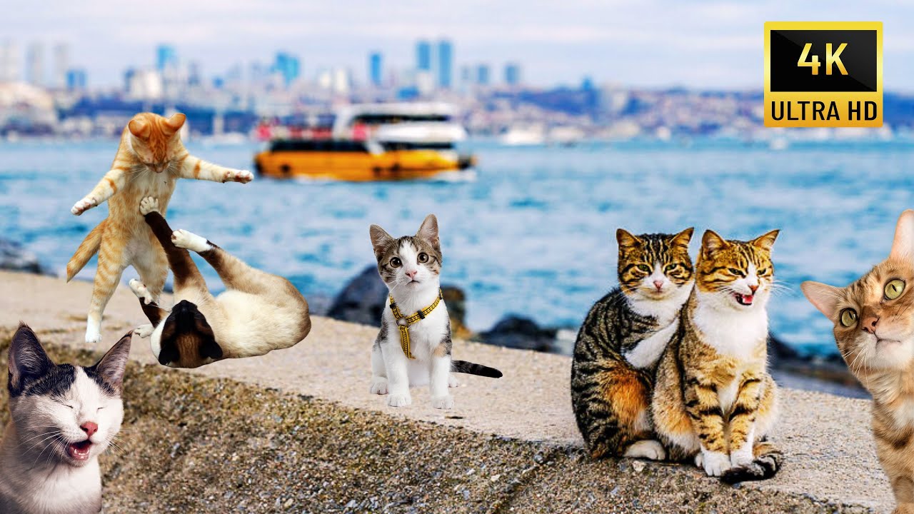 Western Turkish Riviera Warms to Canine Visitors