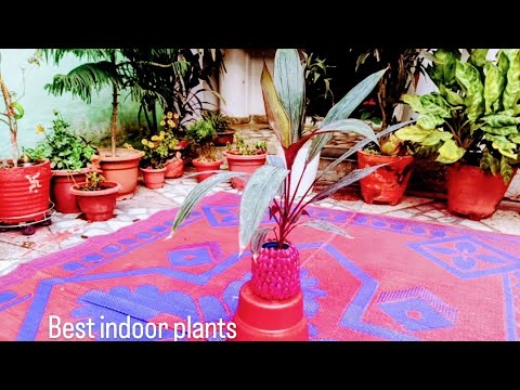 NAVITA HOME GARDEN is live! indoor plants Tour + DIY Ideas | Old Diya se bani chidiya