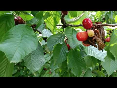 Окрестности поселка Умчары (Umčari)