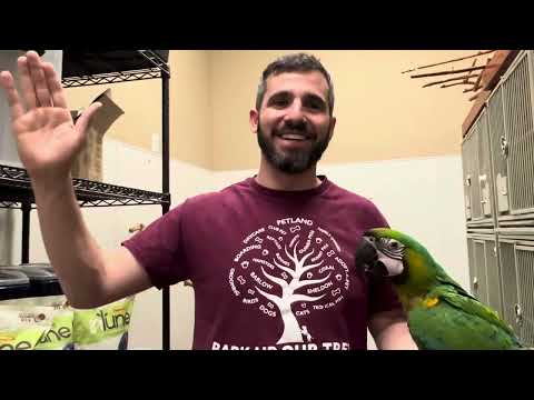 Learn About the Milligold Macaw!
