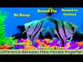 Angelfish Male Or Female Identification Male And Female Angelfish