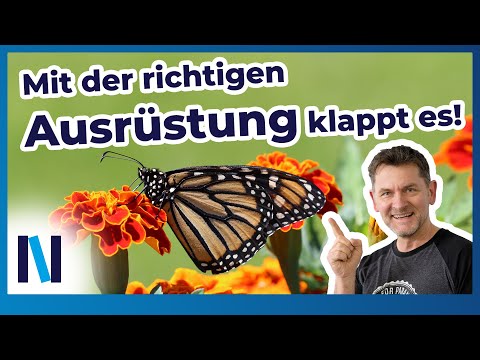 Schmetterlingsfotografie: Tipps und Tricks zur richtigen Ausrüstung