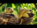 GIGANTIC Snake EATS UP Sleeping Baby Birds Story Of Intense Brutality Of Nature Bulbul Nest