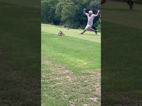 #hunting #iguana #florida #running #funny #animals #lizard #shorts #reels #fun #golf #youtubeshorts