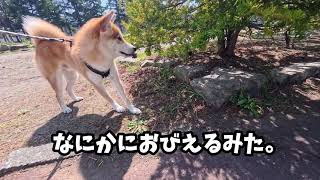 くるくるしすぎるみた。#柴犬#犬との暮らし#日常#面白い#かわいい#癒し#shibainu
