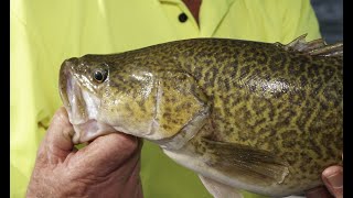 preview picture of video 'Lake Mulwala cod'