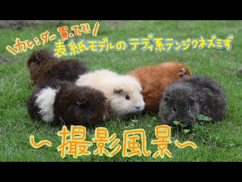 狭山市立智光山公園こども動物園 おうちでテーマパーク
