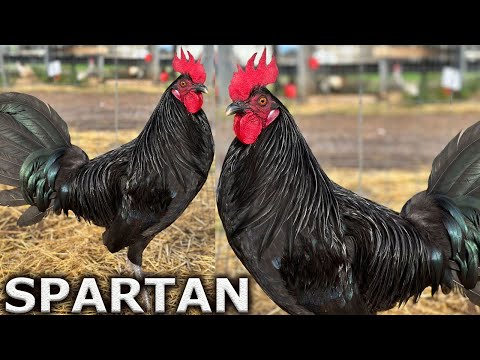 QUALITY !! Black Brassback Butcher Sweater Kelso Grey Spartan Farm California - Beautiful Birds