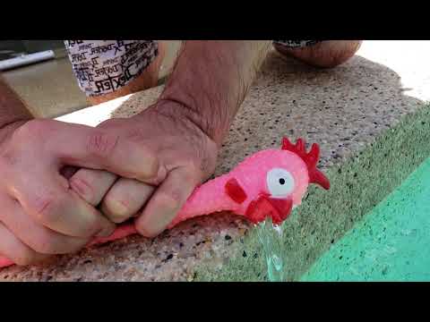 Local man saves chicken from drowning!