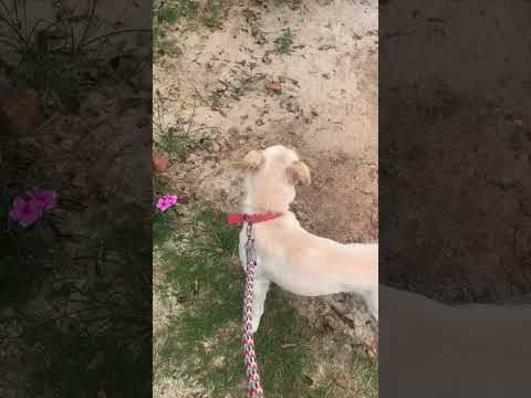 Vídeo de Apolo