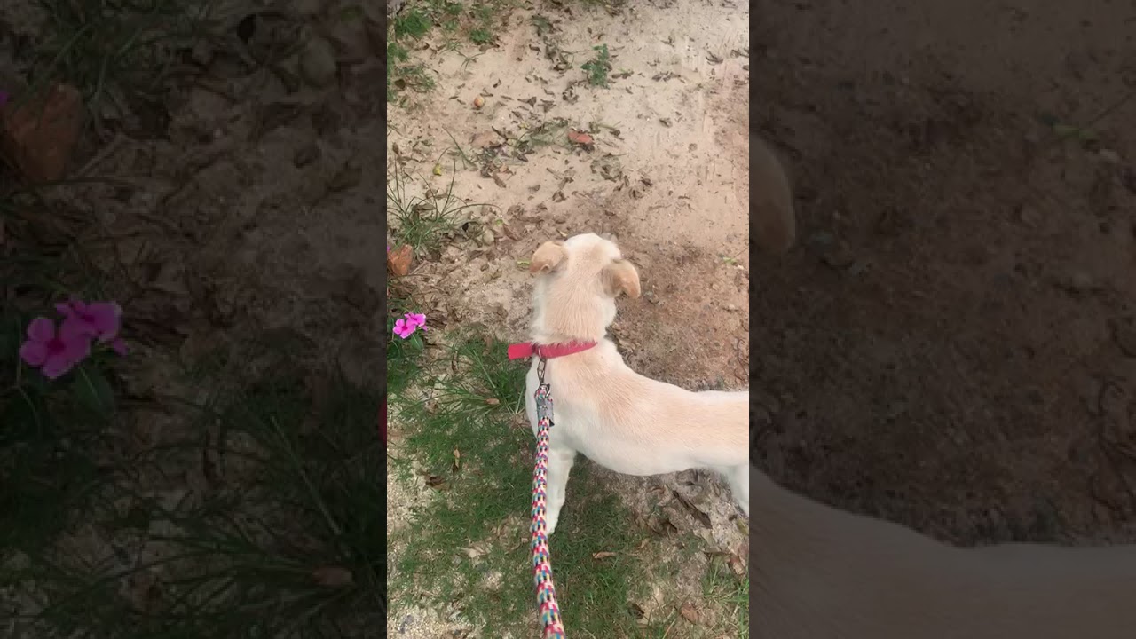 Cachorro raça SRD-ViraLata idade 4 anos nome Apolo