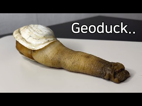 What Is So Unique About a Geoduck ? - Geoduck Dissection