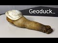 What Is So Unique About a Geoduck ? - Geoduck Dissection