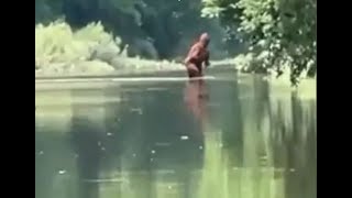 Michigan Bigfoot Video Crossing Cass River video
