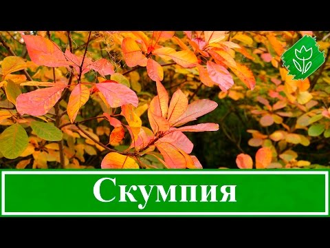 Скумпия кожевенная (Cotinus coggygria Scop)