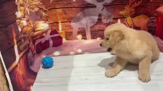 ゴールデンレトリバーの動画01