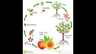 Dezvoltarea individuală a plantelor cu flori