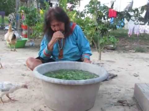 Maestra Olivia nabíjí posvátný tabák magickým zpěvem Icaros.