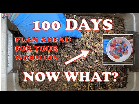 5 Things To Plan For When Your Worm Bin Is 100 Days Old | Vermicompost Worm Farm