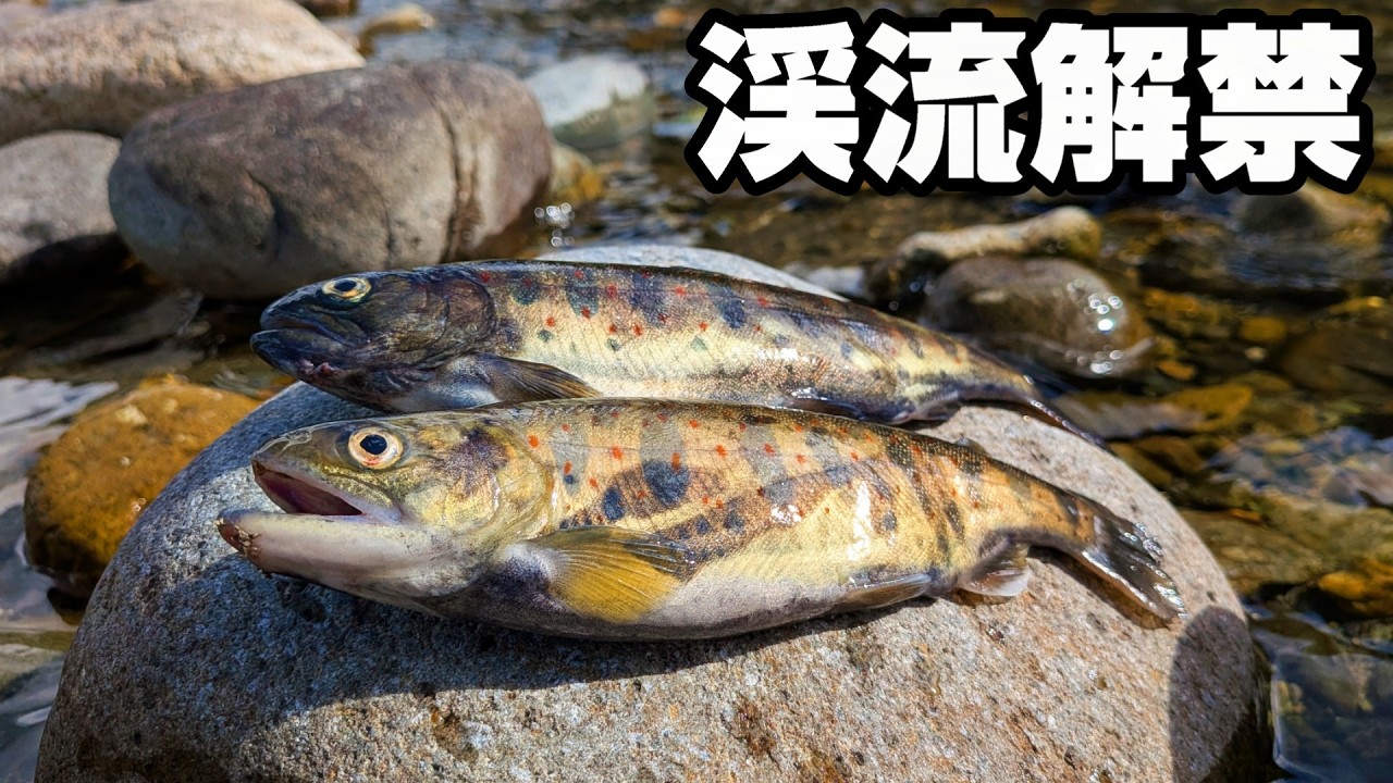 渓流解禁！釣った魚で自己責任の絶品料理を作った！