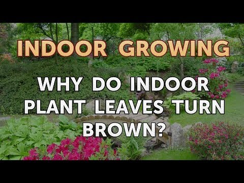 How to Regrow a Broken Aloe Leaf