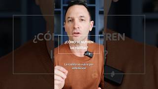 ¡Descubre cómo NUTRIR tus RODILLAS de forma efectiva! 🦵🏻🏋🏻