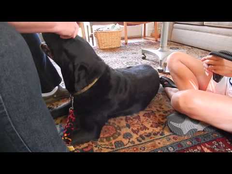 Hannah chiropractic appt. with Susan Giglia