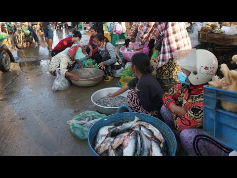 Big Site Distribute Fish & SeaFood @Prek Phnov  - Walk Around Prek Phnov Fish Market on Morning