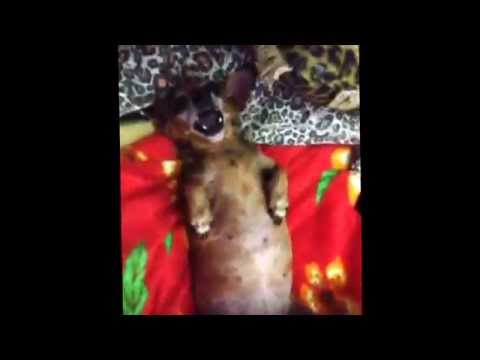 Belinha fazendo cobrinha