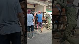 Download lagu Alat perebah / peroboh sapi, sangat membantu dan mempermudah pekerjaan ketika qurban mp3 Download lagu Alat perebah / peroboh sapi, sangat membantu dan mempermudah pekerjaan ketika qurban mp3