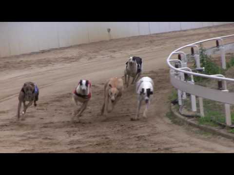 Finale A Greyhound Kan 480m Alsónemedi 9 7 2017