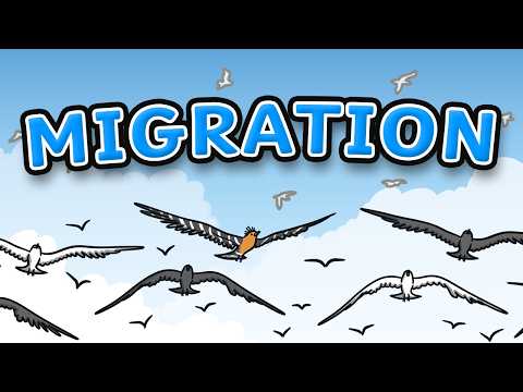 Animal Migration for Kids! | Why Do Animals Migrate? Migration for Kids
