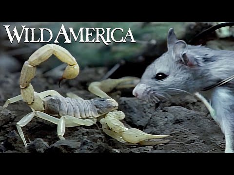 Wild America | S1 E10 A Tale About Tails | Full Episode HD