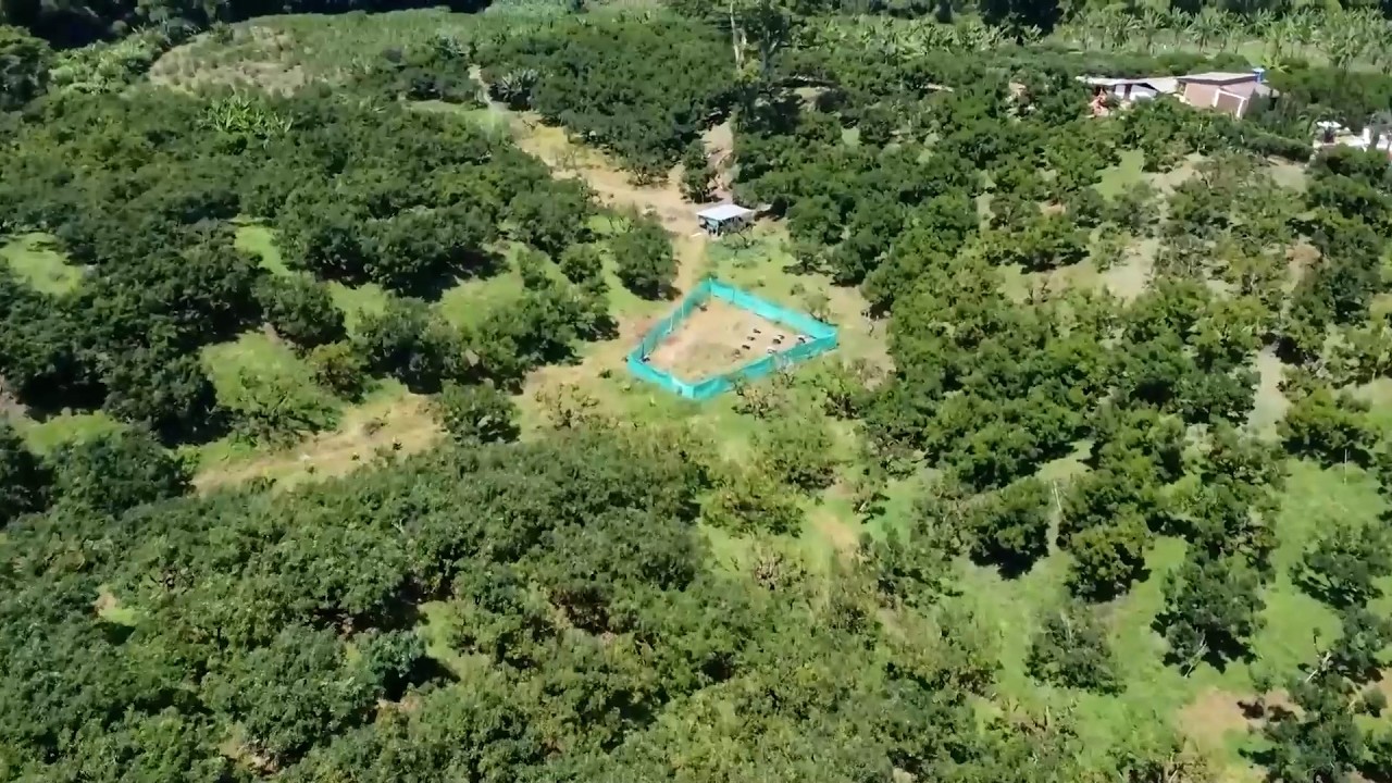 APICOLA RJP FINCA EL BONSAI   MONTENEGRO   QUINDIO