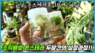 비싼 희귀 몬스테라 10배 싸게 키우는 방법!! 두달간 기록한 조직배양 몬스테라 순화 과정!! 올해 식물키우…