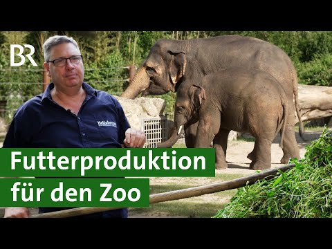 Tierpark München: Woher das Futter für Elefant und Co. kommt | Unser Land | BR