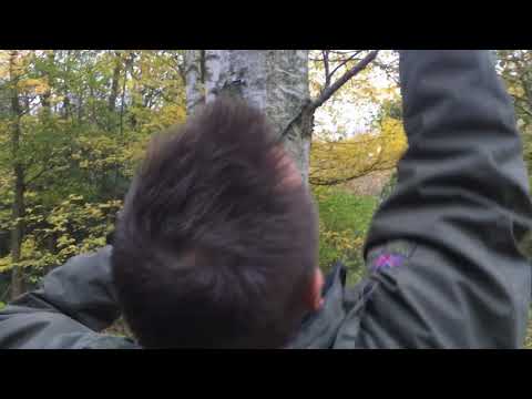 Tree identification for beginners - Downy Birch Vs Silver Birch