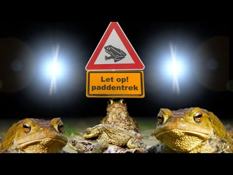 HONDERDEN Kikkers, Padden en Salamanders Gered! | De Paddentrek in het Kuinrebos