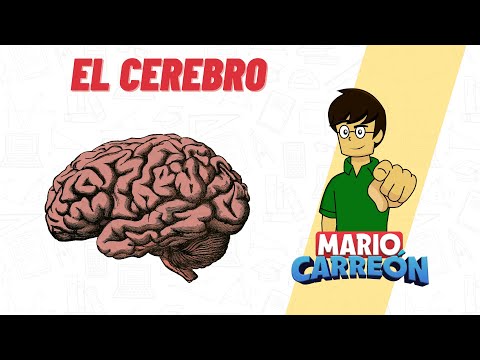 El Cerebro 🧠💭