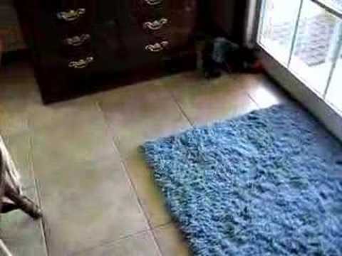 Dora & Diego playing with the little jingle balls from Kaile