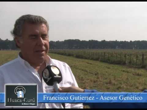 FRANCISCO GUTIERREZ  - REMATE HUACA CURU - 10-09-2016 - EST. AZUCENA - TANDIL, BS.AS.