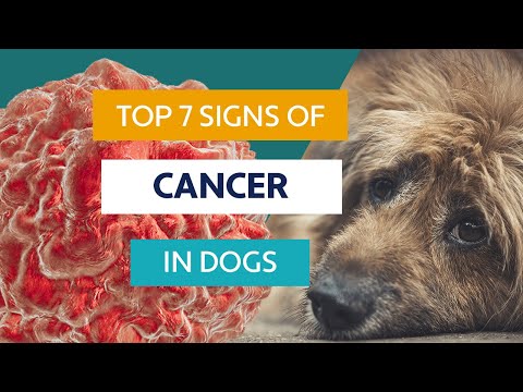 The Top 7 Symptoms of Cancer in Dogs