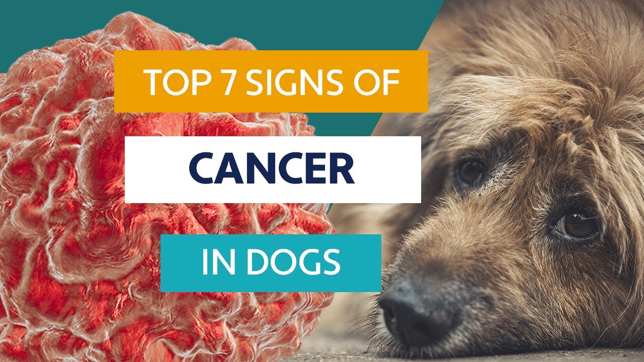 What does rectal cancer look like in dogs? Tipseri