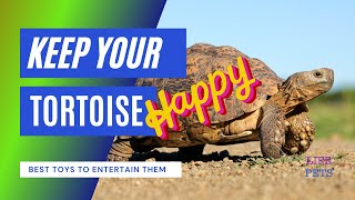 how to keep your tortoise happy
