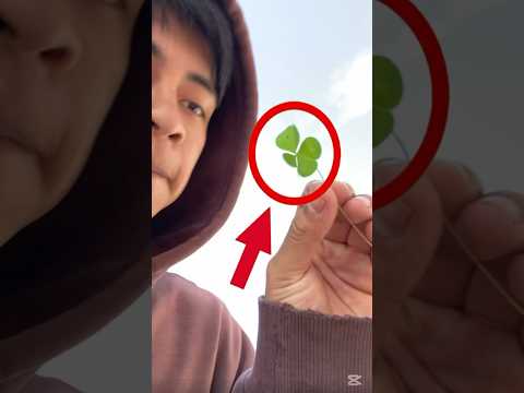 How hard is it to find a 4-leaf clover?😨… #shorts