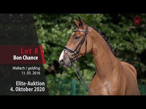 Elite-Auktion 4. Oktober 2020 Lot 8 Bon Chance Wallach v. Benicio - Lissaro