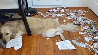 Ultimate Guilty Dogs Video Compilation | The Pet Collective