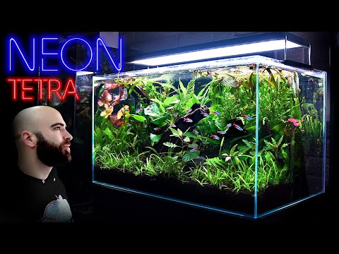 Building the Perfect Neon Tetra Jungle Aquarium w/ @biotopia