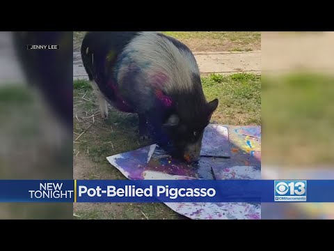 Pot-Bellied Pig Produces Award-Winning Art In Mokelumne Hill