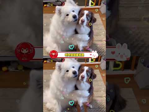 笨蛋小狗又要相信 人类会魔法啦 #萌宠出道计划 #治愈 #可爱 #万万没想到